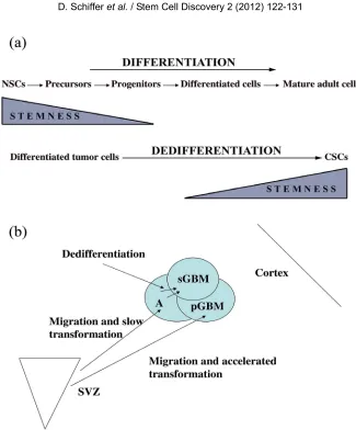 Figure 2. (a) Stemness in differentiation and dedifferentiation; (b) Origin of pGBM and sGBM