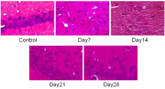 Figure 1. Morphological changes in hippocampal CA1 area (HE staining) (×400). 