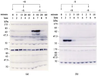 Figure 5. Activation of protein kinases in response to alteration in sucrose level. Rice ogenous histone III-S in the gel as a substrate