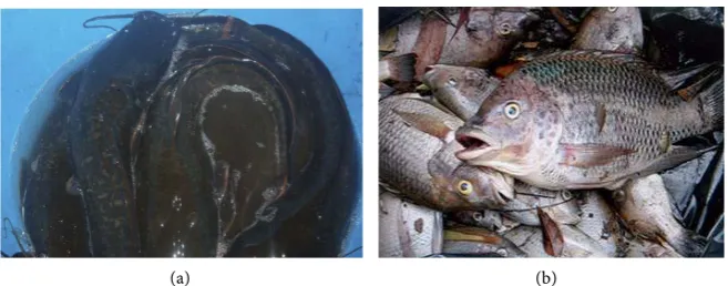 Figure 1. Picture of (a) catfish and (b) tilapia fish. 