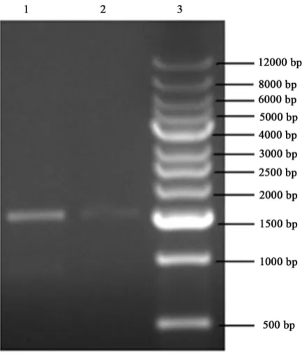 Figure 3. The 16srDNA of clone 5. 