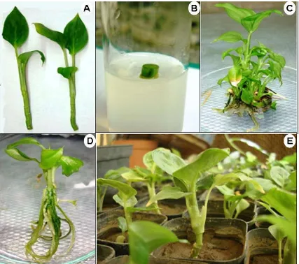 Table 3. The effect of Indole butyric acid (IBA) on    in vitro rooting of Dieffenbachia compacta shoots