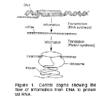 Fig. 1: Central dogma showing the flow of information from DNA to protein via RNA 