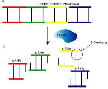 Fig. 2: Phenotypic effect after injection of single-stranded or double-stranded unc-22 RNA into the gonad of C