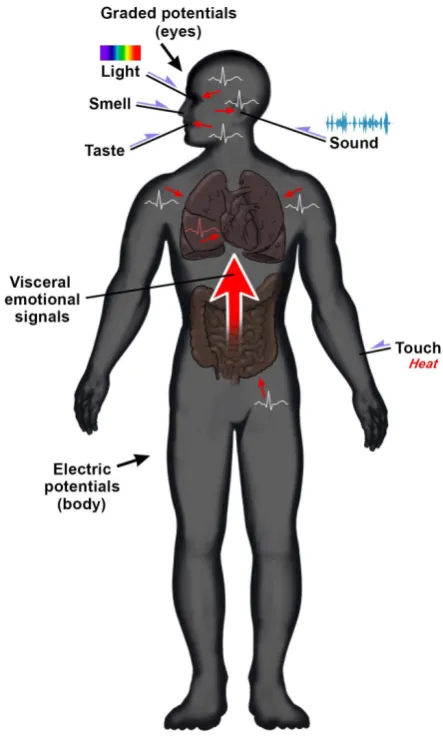 Figure 1. The internal space. The internal “dark” space of the default space forms the foundation of conscious experience