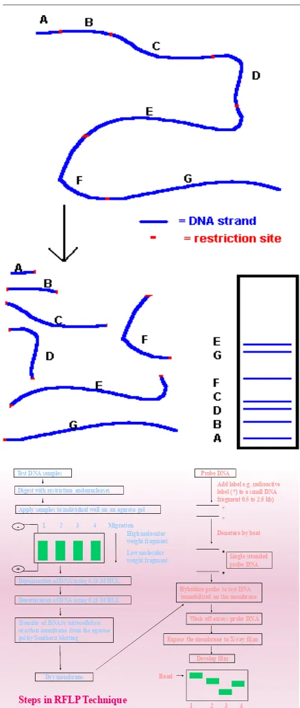 Table 1:  Molecular marker technique: 