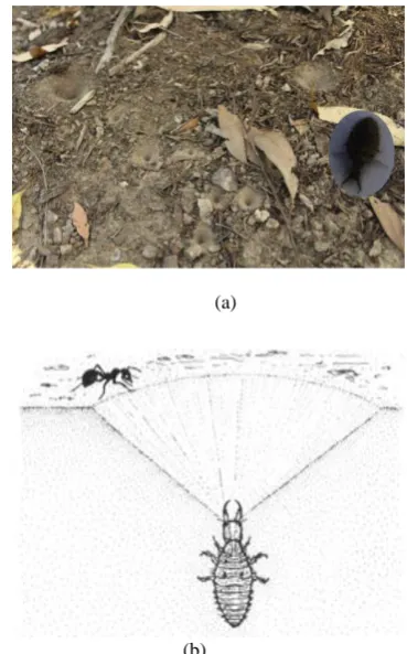 Fig. 1 the hunting process and behavior of antlion
