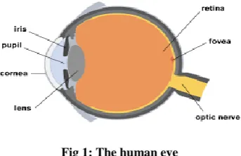 Fig 1: The human eye 
