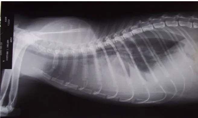 Figure 1. Increased of thoracic ventral radiopacity in lateral-lateral radiographic view, a typical finding of pleural effusion