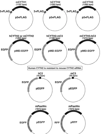 Figure S1. Schematic structures of the plasmids used in this study. In these panels, h indicates human and m indicates mouse