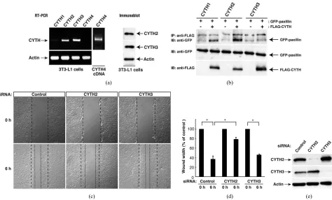 Figure 1. CYTH2, but not CYTH3, is specific for paxillin-binding and 3T3-L1 cell migration
