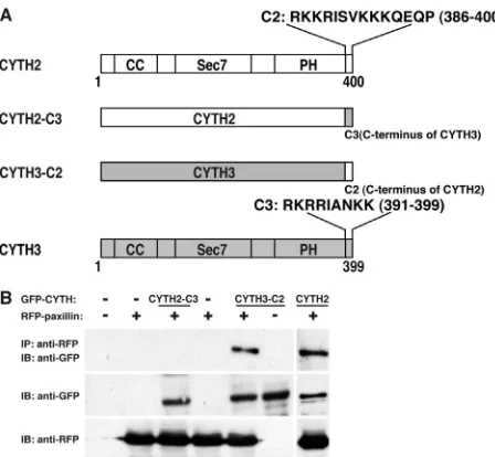 Figure 2. CYTH2 and CYTH3 are localized at the cell periphery of 3T3-L1 cells. (A, B) 3T3-L1 cells transfected with a CYTH2 or knockdown specifically deleted CYTH2 or CYTH3 staining in the cell peripheral region