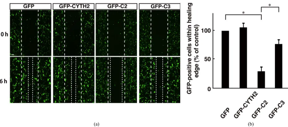 Figure 6. Expression of C-terminal polybasic region of CYTH2 inhibited 3T3-L1 cell migrationwith the plasmid encoding GFP-tagged CYTH2, C2, or C3 and migration assay was performed