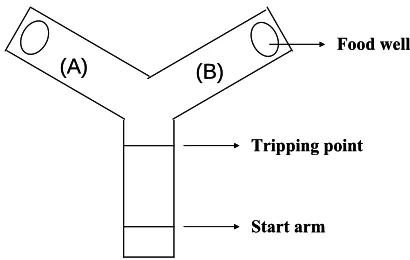 Figure 1. Y type maze used for rats behavior training and testing. 