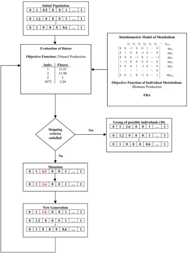 Figure 1. Flow diagram of the genetic algorithm to determine gene candidates and regulation for maxi- mizing the production of ethanol from glycerol based on in silico modeling in Escherichia coli