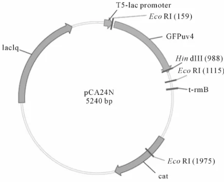 Figure 2. Cloning vector map of pCA24N.