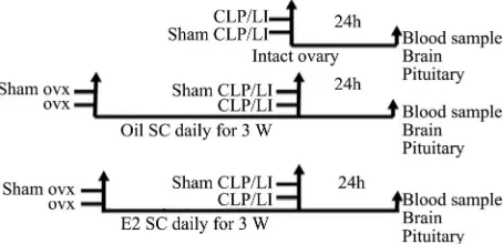 Figure 1. General experimental protocol for female rats with intact ovary and subcutaneous (SC) oil and esradiol (E2) treated ovariectomized (OVX) female rats 3 weeks before sub-jection to cecal ligation and puncture (CLP) and local inflam-mation (LI)