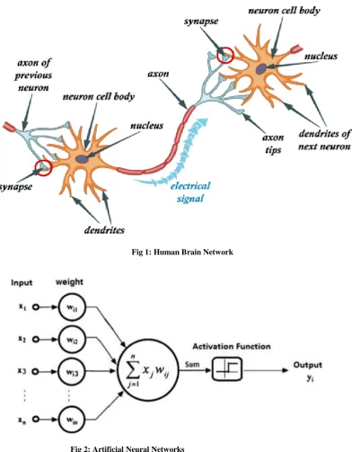 Fig 1: Human Brain Network 