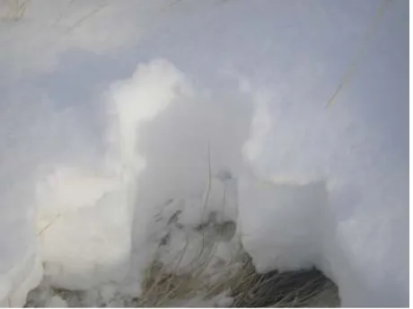 Figure 3. Snow-covered crested wheatgrass field. The an- tenna is mounted vertically on the tripod with h = 71.5 cm