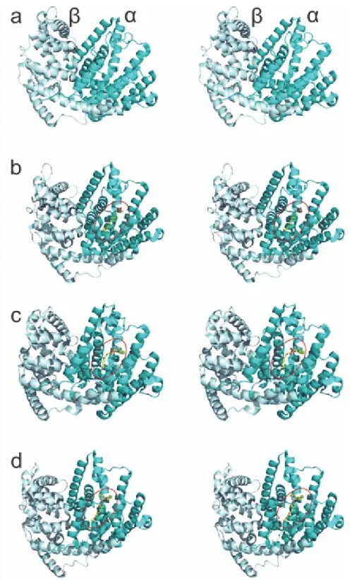 Figure S1: Stereo-views of the X-ray crystallographic structures of sesquisabinene synthases