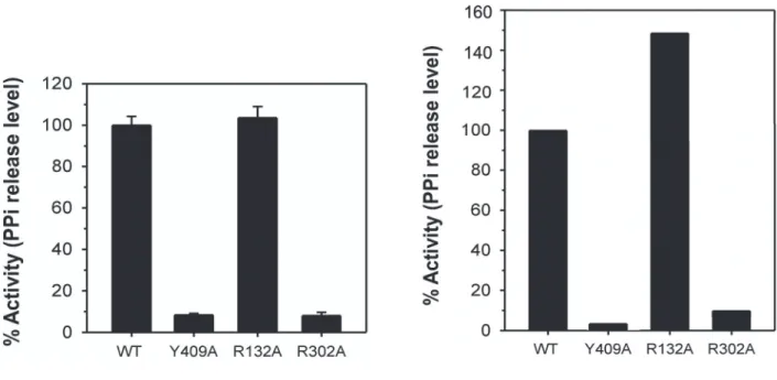 Figure S7.  Activity  of  SaSES2  WT  and  mutant  proteins  as  measured  in  a  15-minute  diphosphate release assay
