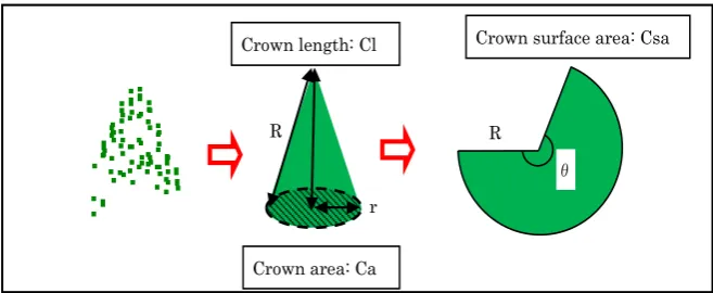 Figure 4. Method used to calculate the crown surface. 