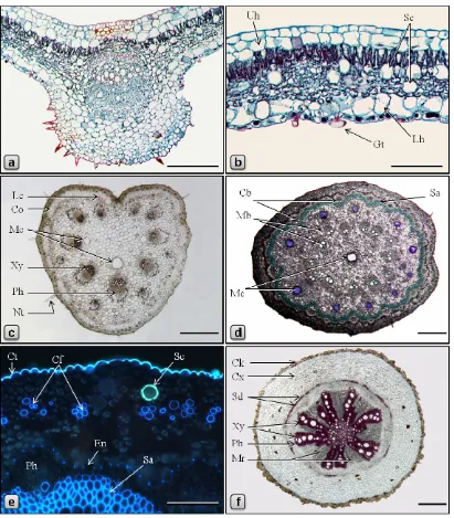 Figure 4. Anatomy of Piper betle. bundle, Mc: mucilage canal, Mr: medullary ray, Nt: nonglandular trichome, Ph: phloem, Sa: sclerenchyma, Sc: secretory cell, Sd: sclereid, Uh: adaxial hypodermis, Xy: xylem, Ph: phloem)