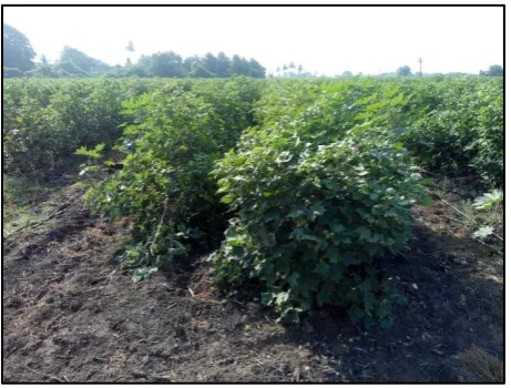 Figure 1 Cotton Plants at Experiment site 