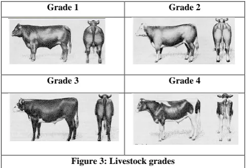 Figure 3: Livestock grades 