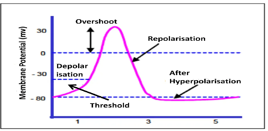 Figure 2.1: The action potential of electromyography (EMG) signal [1]. 