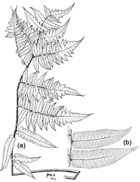 Figure 5. Type specimen of Diplazium rodriguezii A. Rojas (W. Rodríguez & W. Uribe 6553, COL)
