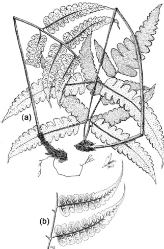 Figure 4. Type specimen of Diplazium lustrosum A. Rojas (N. Ruiz et al. 292, COL). (a) General aspect of specimen’ (b) Abaxial blade detail