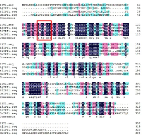 Figure 2. Alignment of the predicted amino acid sequences of Chrysanthemum CmIPT1 compared with Arabidopsis thaliana (AtIPT1), Lotus japonicus (LjIPT1) and Solanum lycopersicum (SlIPT1)