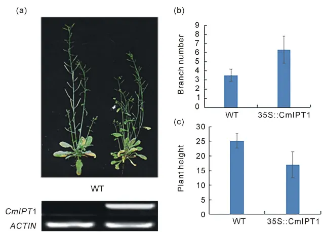 Figure 5. Comparison of number of branches and plant height of wild type Arabidopsis transformants carrying 35S::CmIPT1; (b) Branch number per plant of wild type Arabi-dopsis and transformants with 35S::CmIPT1; (c) Plant height of wild type Arabidopsis and