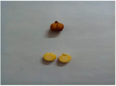 Figure 1. Normal photograph of different type of Cicer arietinum groups (i.e. gram, groundnut, red kidney bean etc.)