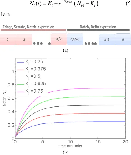 Figure 3. (a) Open loop of 1D arrangement of cells in a line where 1···n/2, n/2···n are two non-equivalent cell popula-tions of same cell type; (b) Simulation of the one variable model of Notch activation