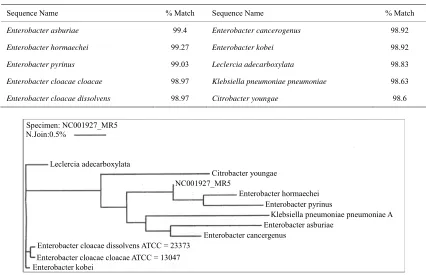 Table 2. Ten closest matches with Enterobacter sp.-NCOO1927-MR5 (MicroSeq 500). 