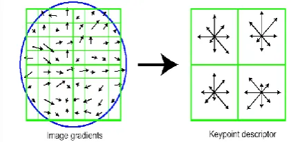 Fig 3. In experiments, 4x4 arrays of 8 bin histogram is used,  a total of 128 features for one keypoint
