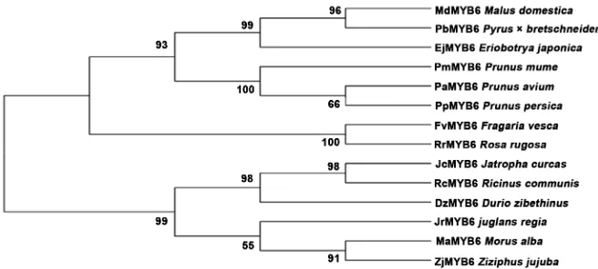 Figure 3. The phylogenetic tree derived from the alignment of amino acid sequences of RrMYB6 and other MYB6 TFs