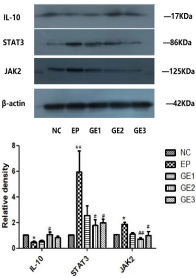 Table 5. Expression of hippocampal IL-10, STAT3 and JAK2 protein ( X  ± s). 