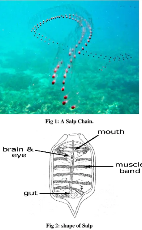 Fig 1: A Salp Chain.  