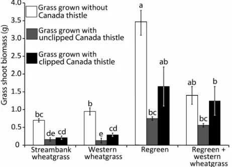 Figure 1. Mean grass shoot biomass by treatment for grass species grown in the presence or absence of Canada thistle (Cirsium arvense [L.] Scop.)
