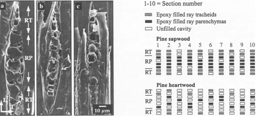 Fig. 2. Fractional retention of epoxy in the rays. S, R, sections, rays 