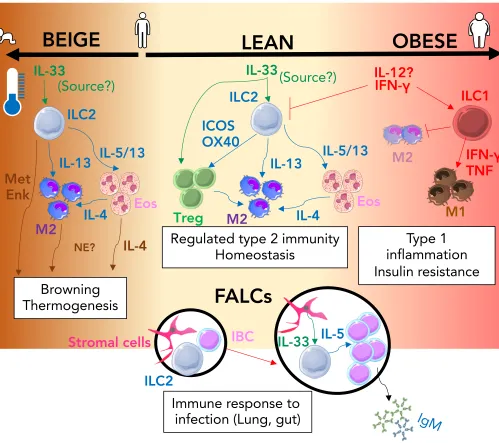 Figure 1. The ILC2 driven interactions that regulate immune adipose function. In the lean state(centre; cream) IL-33 action (green arrows) signals to both T-regulatory cells (Treg) and ILC2resulting in regulated Type-2 immunity via the activity of secreted