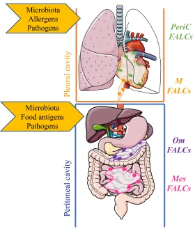 Figure 2. Compartmentalized protection of mucosal sites by fat associated lymphoid clusterswithin body cavities.Within the pleural cavity, protection from/regulation of, microbiota,infection, inflammation and damage is mediated by inducible FALCs within th