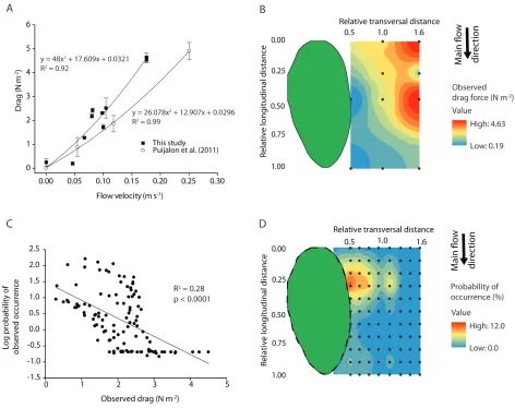 Figure 4 (A – B) Drag forces per unit surface area on single C. platycarpa individuals in different 