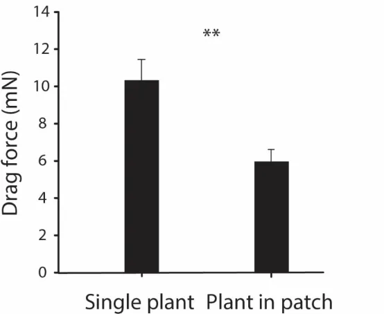 Figure 5 Drag forces on a single plant vs. a plant located in a vegetation patch, averaged over the 