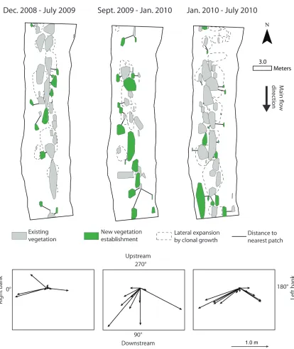 Figure 6 Top: Planform representation of the distribution of in-stream macrophyte patches of 