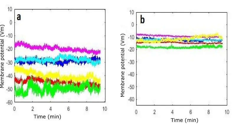 Figure 5.4: Recordings of the resting membrane potential of Jurkat T cells groupG3 using whole-cell patch-clamp, a) the pipette solution is standard + 4mM ATP(I3) and the bath is standard (E1), b) the pipette solution is standard + 4mMATP (I3) , and the bath with high extracellular concentration of K+ (E2), N=7,p=0.00058