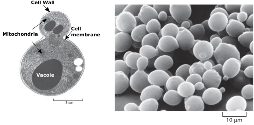 Figure 2.1: A) The structure of a budding yeast cell.B) The yeast Saccharomycescerevisiae is a model eukaryote